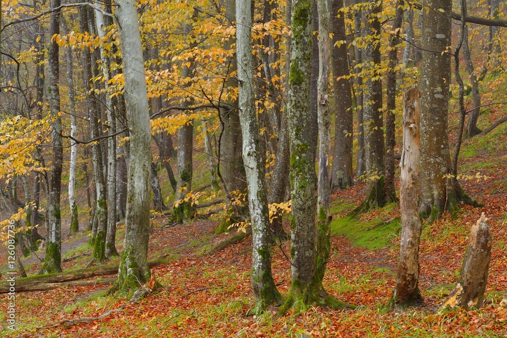 Forest in autumn