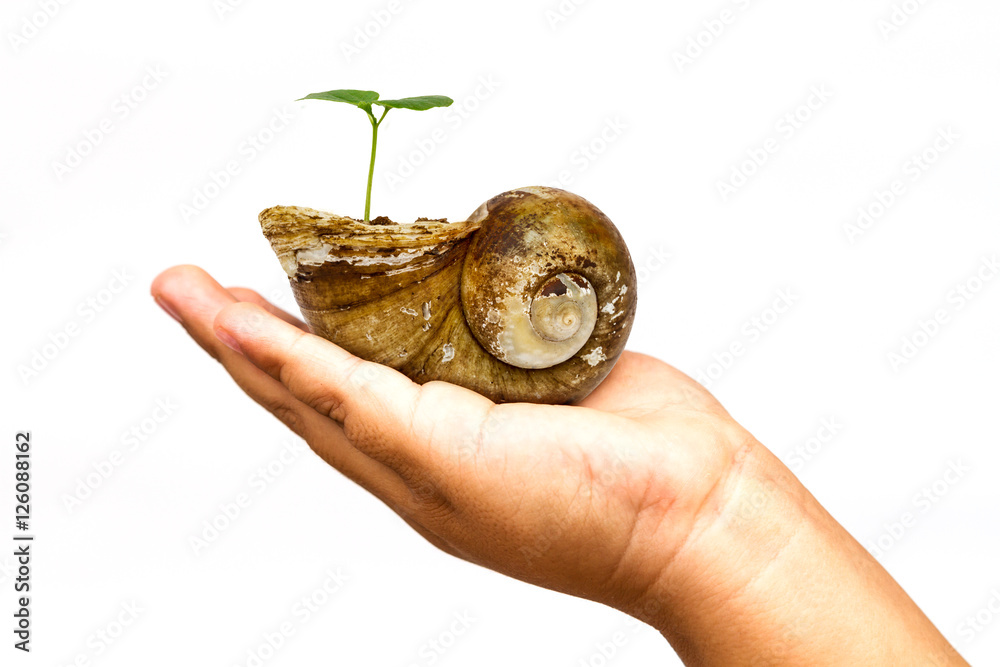 child hand holding crust shellfish
