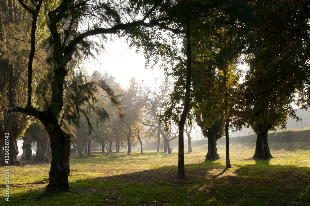 urban park in a foggy day in autumn urban park in a foggy day in autumn