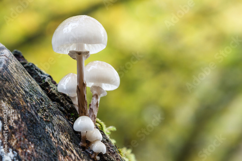 Foto Oudemansiella mucida. Mucidas viscosas sobre tronco de haya.