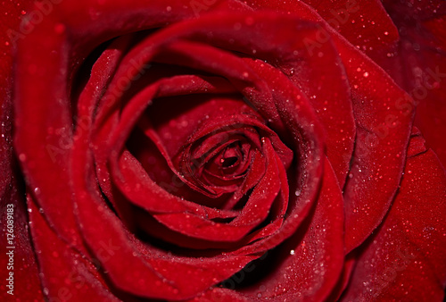 Macro shot of red rose with blooming bud and dew drops on petals. Concept of romance  valentine day and love. 