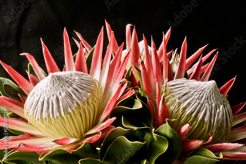 King Protea