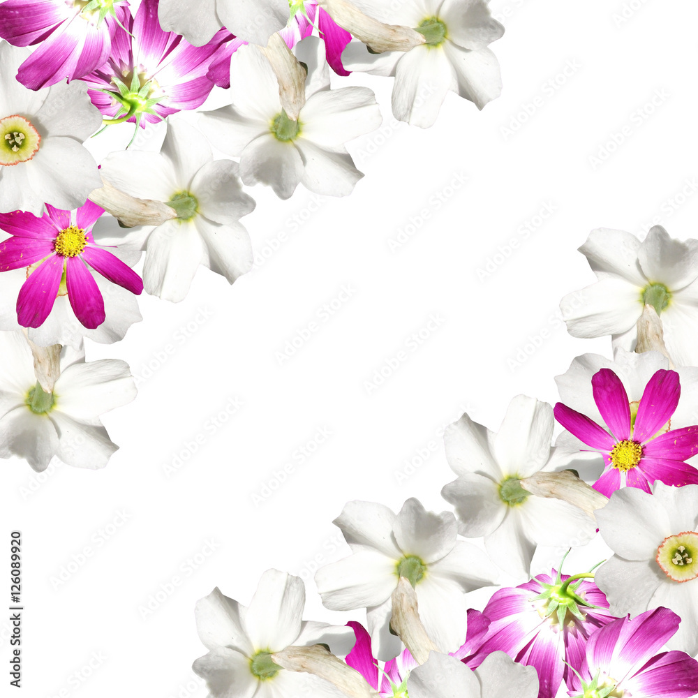 Beautiful floral background of white daffodils and pink cosmo 