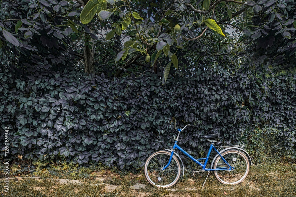 by bike, the blue bike in the background foliage, the bike in front of a green hedge