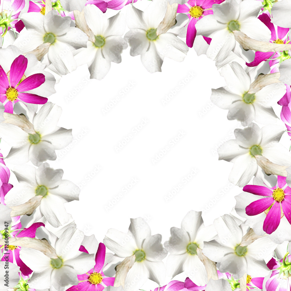 Beautiful floral background of white daffodils and pink cosmo 