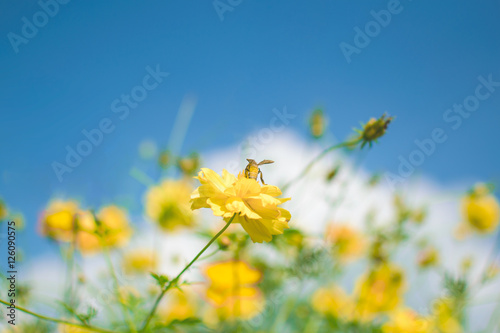 Small yellow bee and big yellow flower with blue sky background