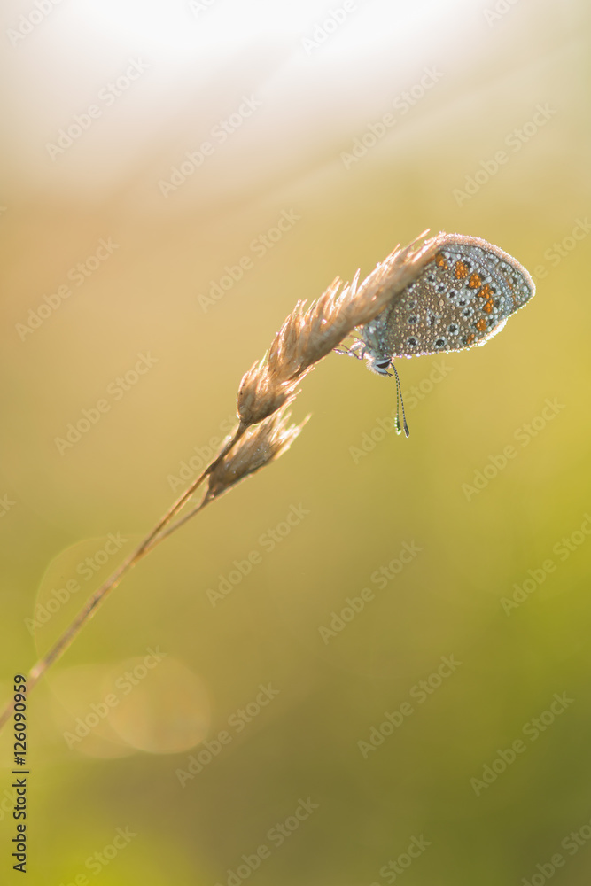 Photo of butterfly (Polyommatus icarus) on flower. with a yellow background. Photo of butterfly (Polyommatus icarus) on flower. with a yellow background.