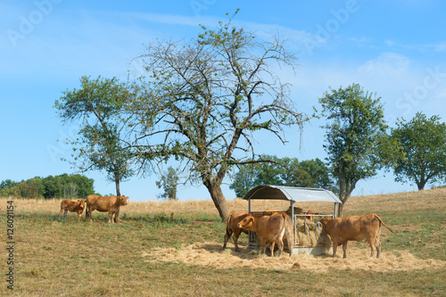 Limousin cows © Ivonne Wierink