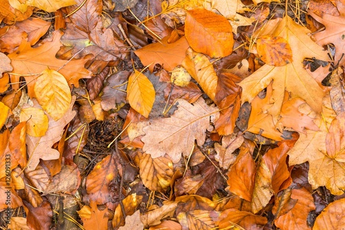 Background of orange and yellow autumnal leaves lying on ground