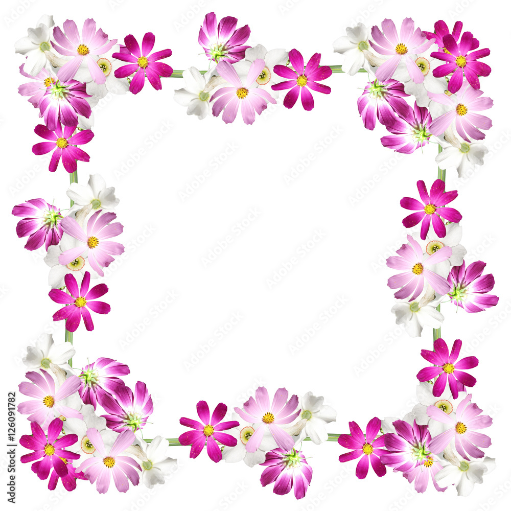 Beautiful floral pattern of white daffodils and pink cosmo 