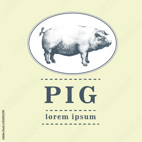 Vector illustration of pig, hand drawing .