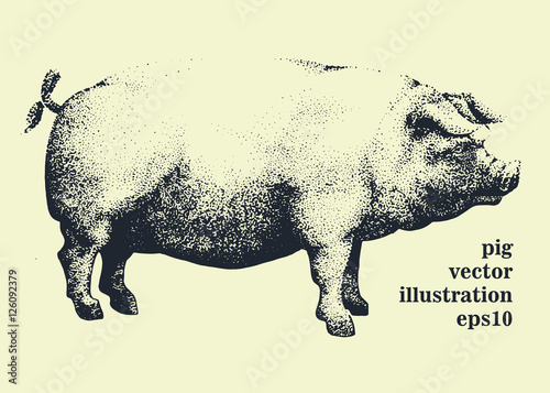 Vector illustration of pig, hand drawing .