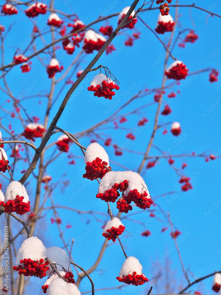 ripe rowan berries on tree under fresh snow in winter against blue sky ripe rowan berries on tree under fresh snow in winter against blue sky