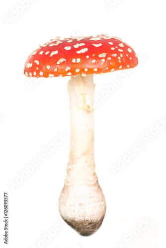 Total view of a red and white fly agaric toadstool isolated on a white background