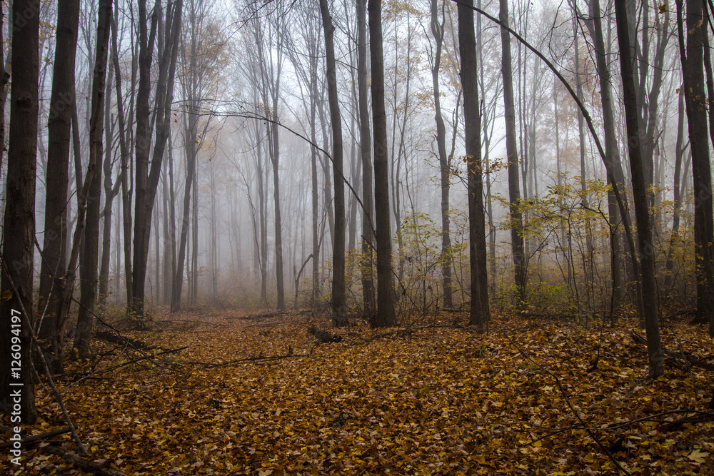 Fototapeta premium Foggy Forest Trail In Autumn. Leaves line a trail through a foggy forest autumn landscape in autumn.