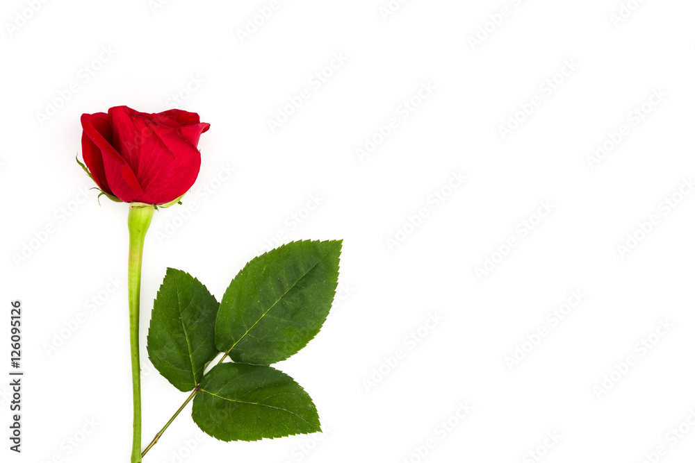 Red roses isolated on white background
Red roses isolated on white background
