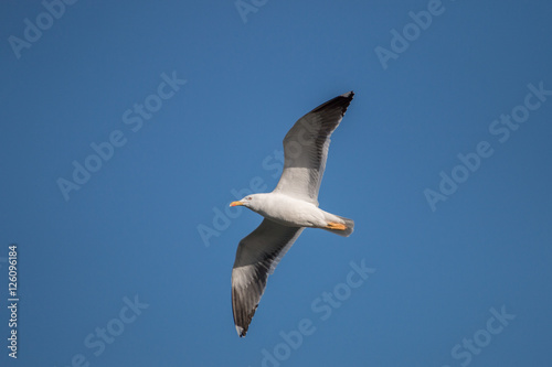 Seagull in the sky © Mauro Rodrigues
