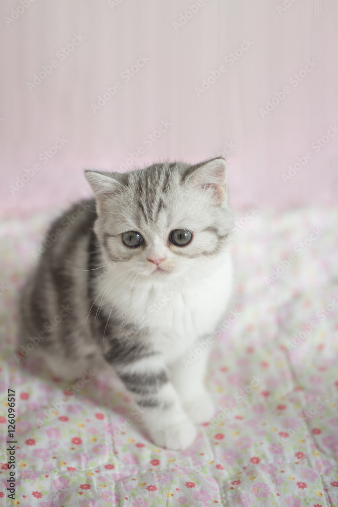 Lovely tabby cat laying on the floor