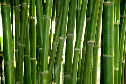 Fototapeta Naklejka Na Ścianę i Meble -  Close up Green Bamboo trunk in forest