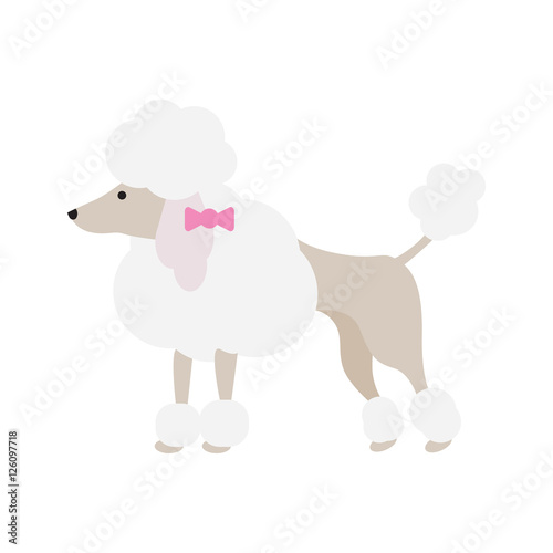 Isolated poodle dog. Isolated purebred dog standing on white background.