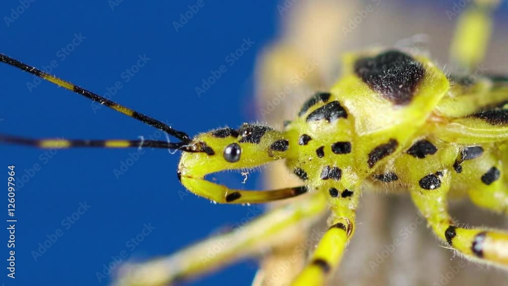 Percevejo amarelo.