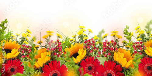 Amazing background with daisies and sunflowers. Yellow and red flowers on a white blank. Floral nature card. Flower and butterfly bokeh.