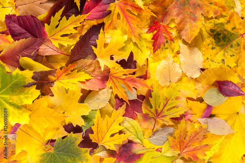 Autumn fall various colored leaves background