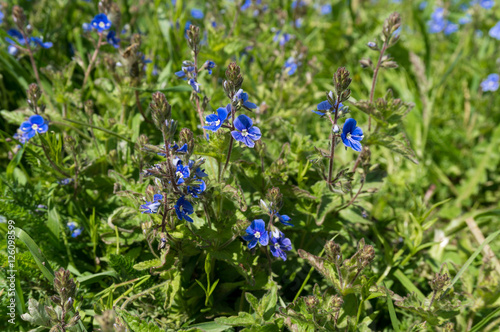 Wild forget-me-not flowers. Myosotis photo.