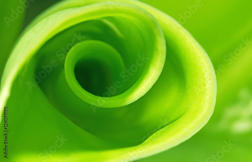 Nature Green Spiral Leaf Abstract Background Ecology Concept