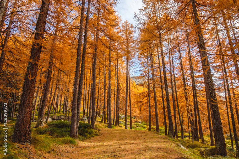 Obraz premium Tall trees forest, autumn orange colors, Aosta Valley, italian apls, Italy