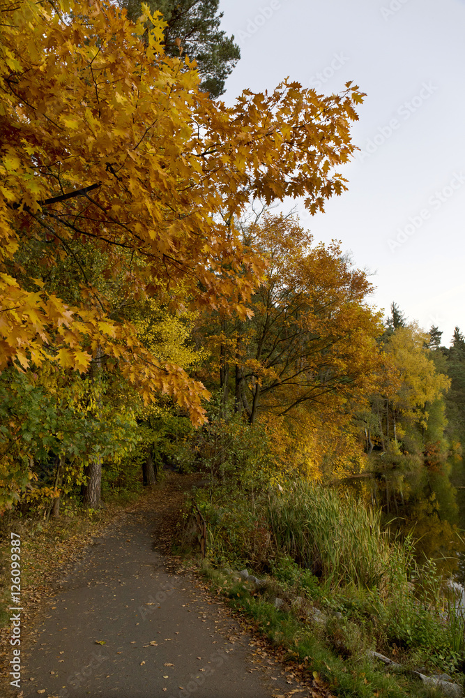 Naklejka premium Beautiful autumn Forest in south Bohemia, Czech Republic