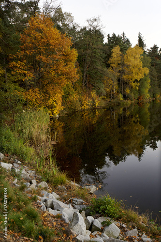 Fototapeta Naklejka Na Ścianę i Meble -  Beautiful autumn Forest in south Bohemia, Czech Republic
