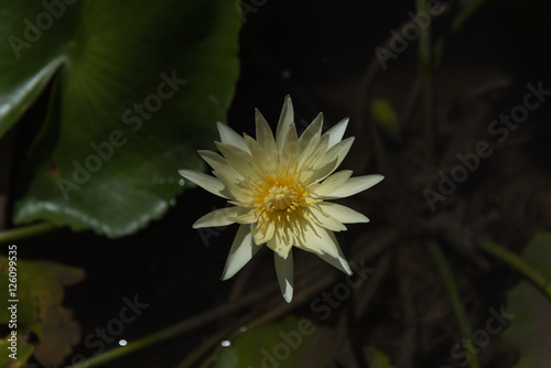 Yellow lotus blossoms or water lily flowers blooming on pond