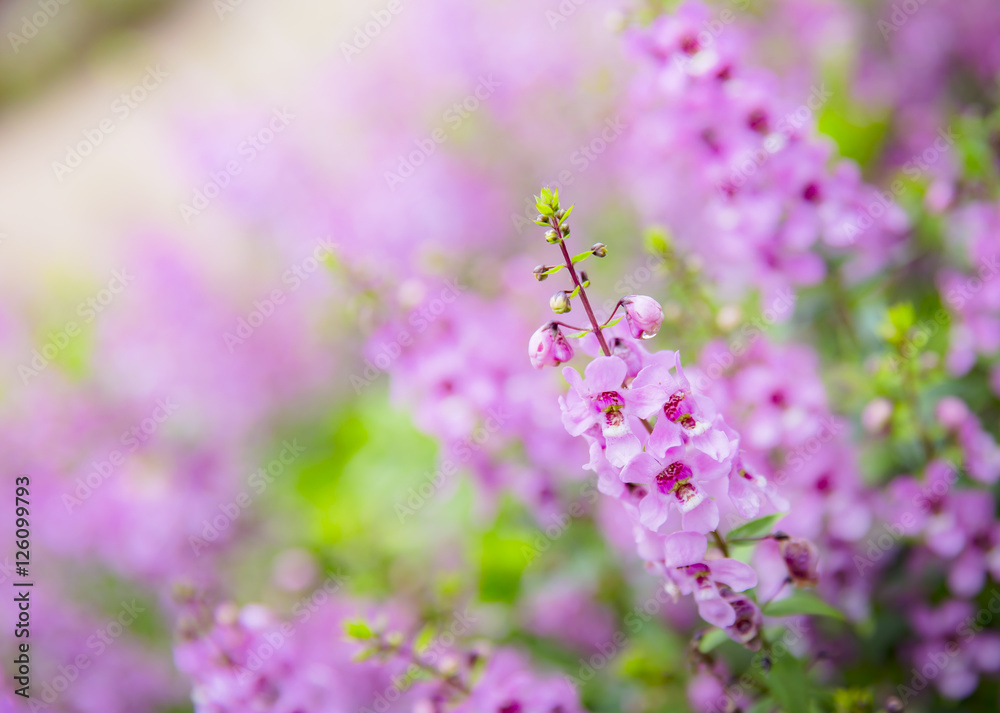 Beautiful background, Pink flowers in the Garden Beautiful background, Pink flowers in the Garden