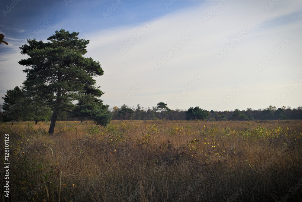 Baum im Moor 2