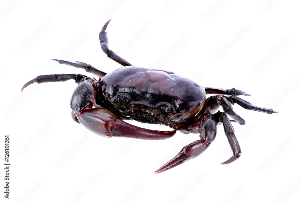 crab isolated on white background