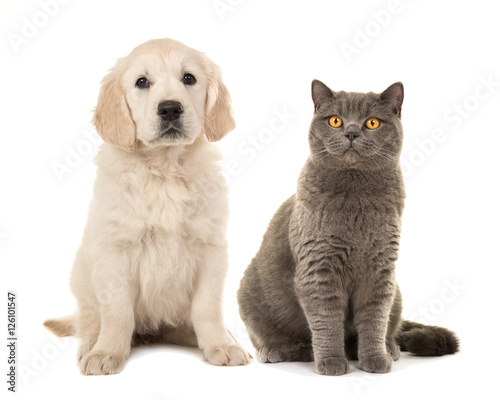 Blond golden retriever puppy dog and grey british short hair cat sitting facing the camera isolated on a white background