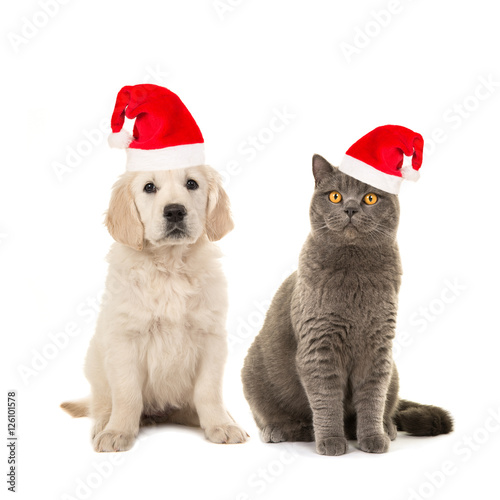 Fototapeta Naklejka Na Ścianę i Meble -  Blond golden retriever puppy dog and grey british short hair cat sitting facing the camera isolated on a white background wearing santa's hat for a christmas card