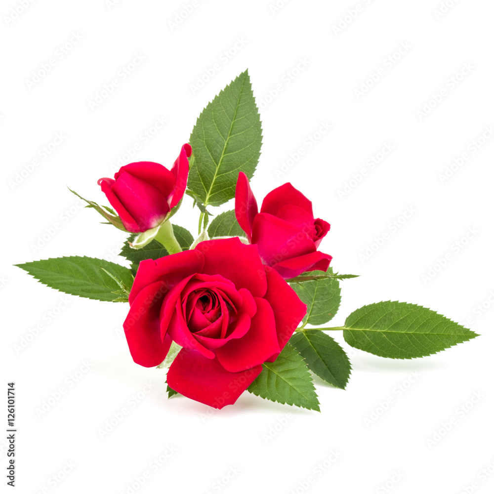 Fototapeta premium red rose flower bouquet isolated on white background cutout