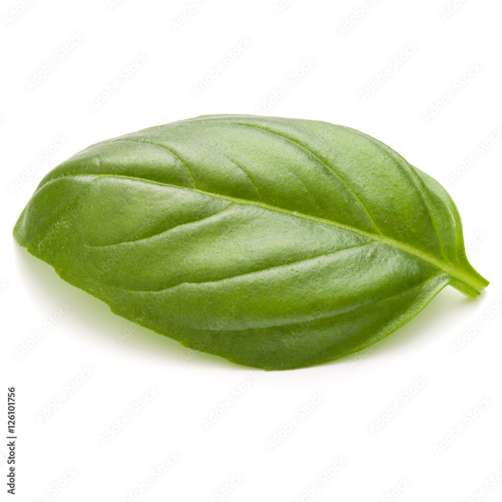 Sweet basil herb leaves isolated on white background closeup Sweet basil herb leaves isolated on white background closeup