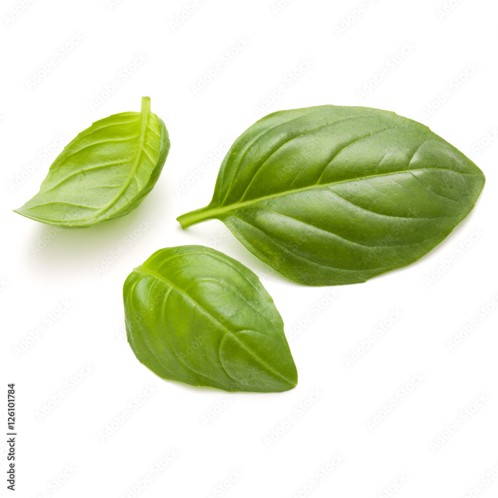 Fototapeta premium Sweet basil herb leaves isolated on white background closeup