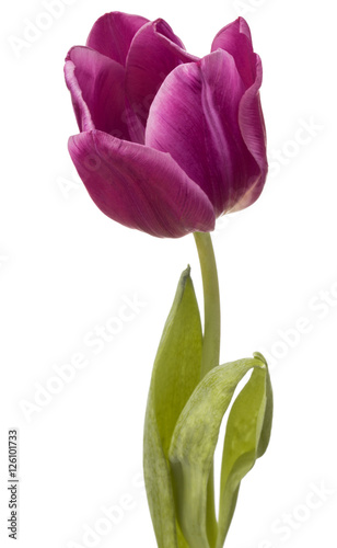 Fototapeta Naklejka Na Ścianę i Meble -  lilac tulip flower head isolated on white background