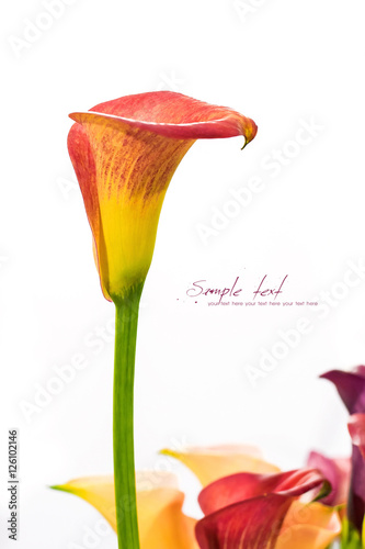 Calla lily photo