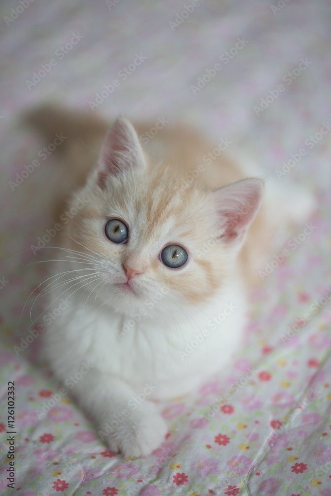 Lovely tabby scottish fold kitten lying on the floor