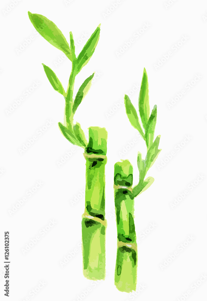 Fototapeta premium Isolated watercolor bamboo