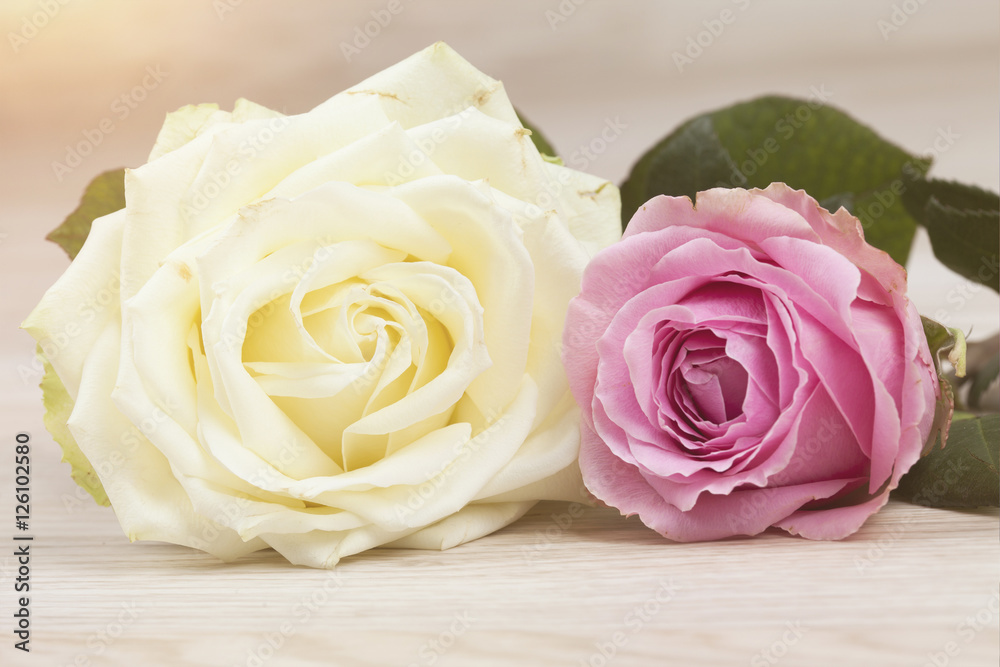 Roses on a wooden background