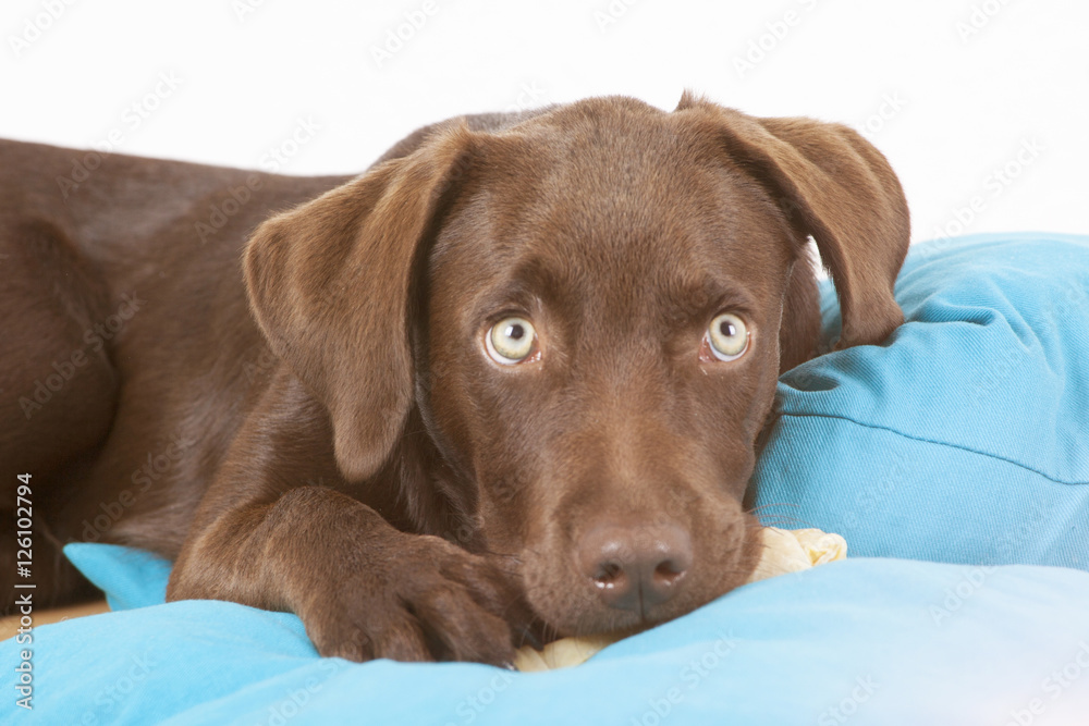 brown sweet labrador dog lying on pillows and eating a bone