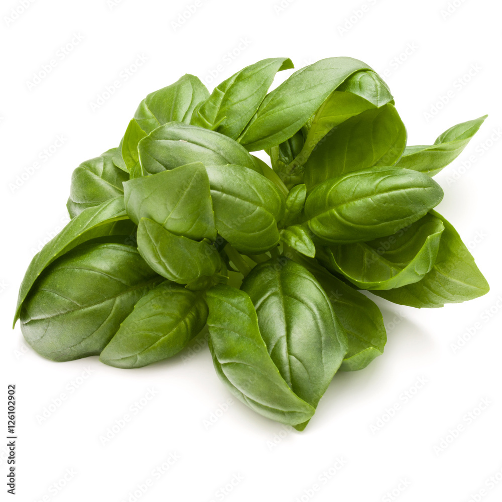 Sweet basil herb leaves bunch isolated on white background Sweet basil herb leaves bunch isolated on white background