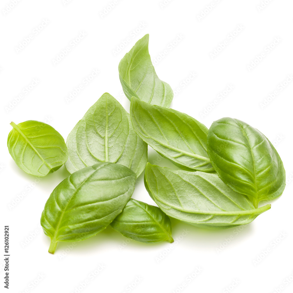 Obraz premium Sweet basil herb leaves handful isolated on white background clo