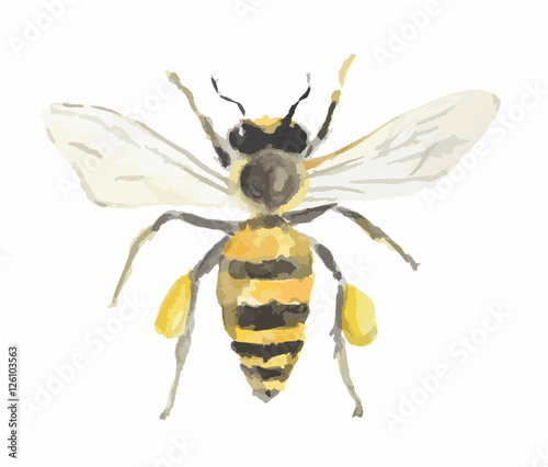 Isolated watercolor bee on white background. Dangerous insect.